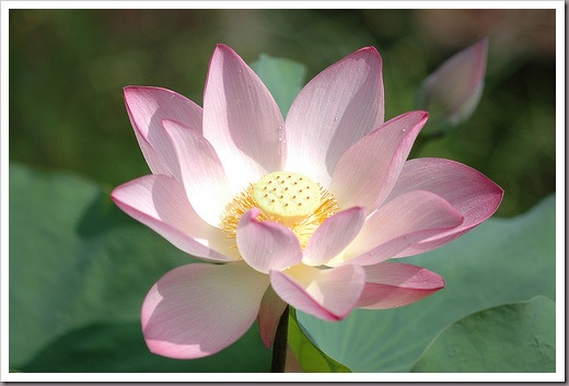 pink lotus