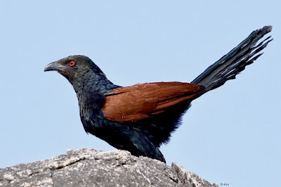 Greater Coucal -