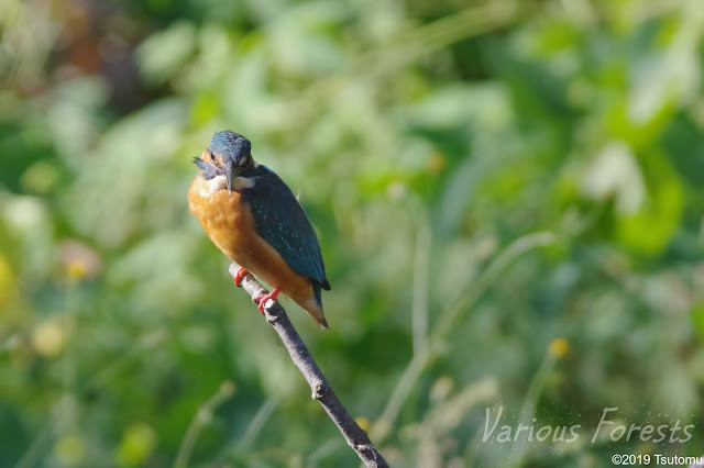 Kingfisher