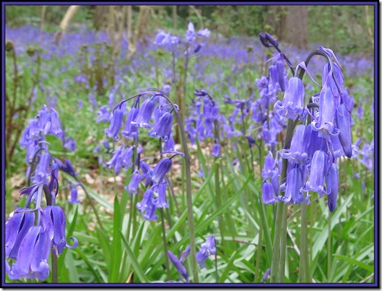 2845bluebell4