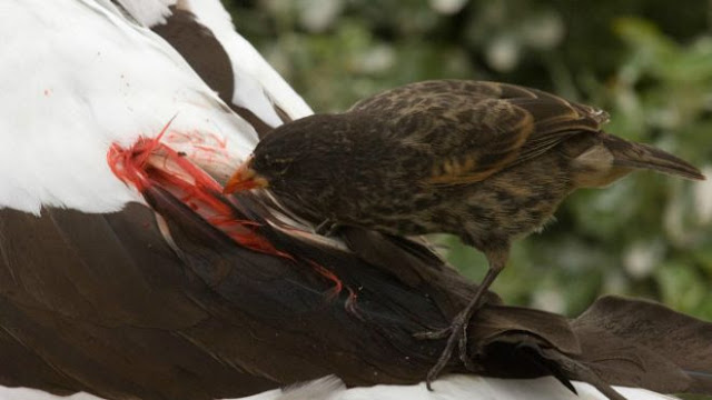 O animal ataca pássaros maiores, saltando em suas costas e, usando o bico afiado, faz um pequeno furo pelo qual sugam o sangue das vítimas. 