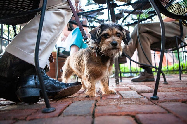 ¿Por qué convertir tu empresa en Pet Friendly?