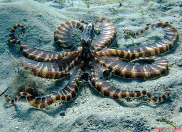 mimic octopus