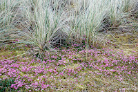 Sea Blush (Plectritis congesta)