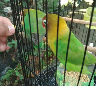 Bener Bos, Makanan Burung Lovebird Supaya Ngekek Panjang