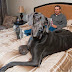 Giant George the Former World's Tallest Dog - Died at 7.