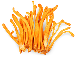 Cordyceps Mushroom Pure Culture Supplier Company in Denmark