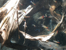 visite du New England Aquarium Boston