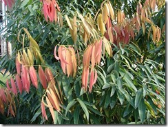 clip_image006
