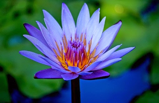 Blue Lotus The Entheogen Of Ancient Egypt