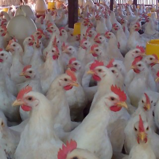 Harga Ayam Jantan Pejantan Hari Ini Agustus 2020