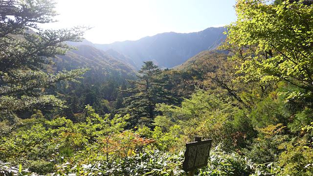 鳥取県西伯郡大山町大山 お里の松