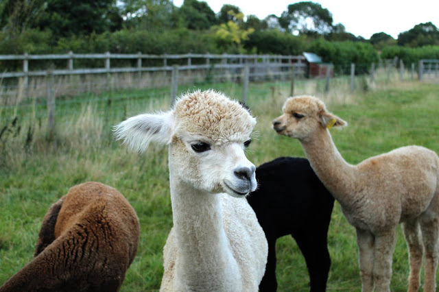 Alpacas Toft yarn SallyStrawberry