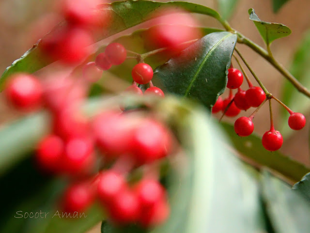 Ardisia crenata