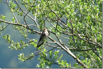 Northern Rough Wing Swallow