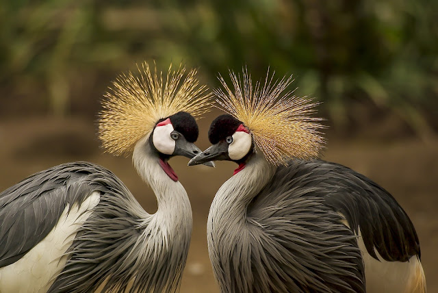 nature-bird-love-heart