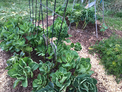 2021 winter garden - brussels sprouts