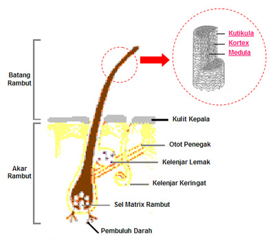 Hadijah Menulis STRUKTUR RAMBUT