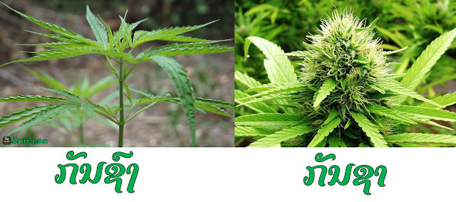 ກັນ​ຊາ​ແລະ​ກັນຊົງ​ແຕກ​ຕ່າງ​ກັນ​ຢ່າງໃດ  ກັນຊາ​ເປັນ​ພືດ​ລົ້ມ​ລຸກ​ໃນ​ວົງ Cannabaceae ຈັດ​ຢູ່ໃນ​ສ​ະກຸນ Cannabis ມີ​ທັງ​ໝົດ 3 ຊະນິດ ຊຶ່ງ​ແຕ່​ລະ​ຊະນິດ​ຕ່າງ​ກັນ​ທັງ​ລັກສະນະ​ທາງ​ກາຍະ​ພາບ ​ແລະ​ ການ​ອອກ​ລິດ ເຊິ່ງປະປກອບມີ:  Cannabis sativa ລຳ​ຕົ້ນ​ຕັ້ງ​ຊື່ ໃບ​ປະກອບ​ແບບ​ຮູບ​ມື ມີ​ໃບ​ຍ່ອຍ 5-8 ໃບ ໃບ​ຣຽວ​ຍາວ ຂອບ​ໃບແຊກ​ແຂ້ວ​ເລື່ອຍ ອອກ​ດອກ​ແຍກ​ເພດ​ຢູ່​ຕ່າງ​ຕົ້ນ ດອກ​ເພດ​ຜູ້​ອອກ​ເປັນ​ຊໍ່​ແບບ​ຂະແໜງ​ທີ່​ຊອກ​ໃບ ​ແລະ ​ປາຍ​ກິ່ງ ສ່ວນ​ດອກ​ເພດ​ເມຍ​ອອກ​ເປັນ​ຊໍ່​​ເທິງ​ປາຍ​ຍອດ​ ແລະ​ ຊອກ​ໃບ ຕົ້ນ​ສູງ​ແຕ່​ອອກ​ດອກ​ນ້ອຍ​ກວ່າ​ກັຍ​ຊາ​ຊະນິດ​ອື່ນ ອອກ​ລິດ​ໃນ​ລັກສະນະ​ກະຕຸ້ນ ເພີ່ມ​ຄວາມ​ຢາກ​ອາຫານ ລຸດ​ອາການ​ຊຶມ​ເສົ້າ ແລະ​ຊ່ວຍ​ບັນ​ເທົາ​ໄມ​ເກຣນ ແຕ່​ຜົນ​ຂ້າງ​ຄຽງ​ຄື ອາດ​ມີ​ອາການປຸ້ນທ້ອງ Cannabis indica ໃບ​ປະກອບ​ແບບ​ຮູບ​ມື ມີ​ໃບ​ຍ່ອຍ 5-8 ໃບ ໃບ​ກວ້າງ​ແລະ​ສີ​ເຂ້ມ​ກວ່າ sativa ໃຊ້​ເປັນ​ສັນຍະລັກ​ຂອງ​ໃບ​ກັນ​ຊາ​ທີ່​ເຫັນ​ກັນ​ທັ່ວ​ໄປ ຕົ້ນ​ບໍ່​ສູງ​ແຕ່​ອອກ​ດອກ​ຫລາຍ ນິຍົມ​ໃຊ້​ກັນ​ໃນ​ທາງ​ການ​ແພດ ຊ່ວຍ​ໃຫ້​ຜ່ອນ​ຄາຍ ລະ​ງັບ​ອາການ​ປວດ ປິ່ນປົວພະຍາດ​ນອນ​ບໍ່​ຫຼັບ ພະຍາດ​ຊຶມ​ເສົ້າ ແລະ​ພະຍາດ​ກ້າມ​ຊີ້ນ​ກະ​ຕຸກ ເປັນ​ຕົ້ນ ມີ​ຜົນ​ຂ້າງ​ຄຽງ​ຄ່ອນ​ຂ້າງ​ນ້ອຍ Cannabis ruderalis ລັກສະນະ​ພິເສດ​ຄື​ໃບ​ມີ​ສາມ​ແສກ​ແລະ​ຂະໜາດ​ນ້ອຍ​ກວ່າ​ຊະນິດ​ອື່ນ ອອກ​ລິດ​ຫຼາກ​ຫຼາຍ ແຕ່​ບໍ່​ໄດ້ຮັບ​ຄວາມ​ນິຍົມ​ຈຶ່ງ​ບໍ່​ຄ່ອຍ​ມີ​ບັນ​ທຶກ​ໄວ້