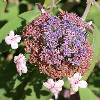 Hydrangea aspera - Hydrangée rugueuse - Hortensia rugueux