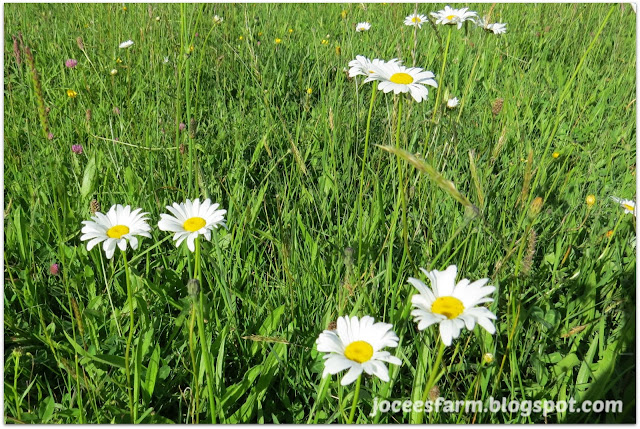 Daisy's and dogs @ Jocees Farm