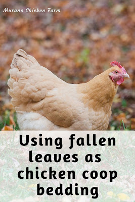 Chicken playing in leaves in chicken coop