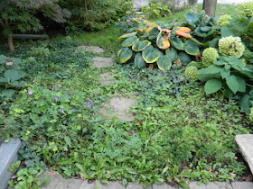 The Annex Toronto front garden cleanup before by Paul Jung Gardening Services