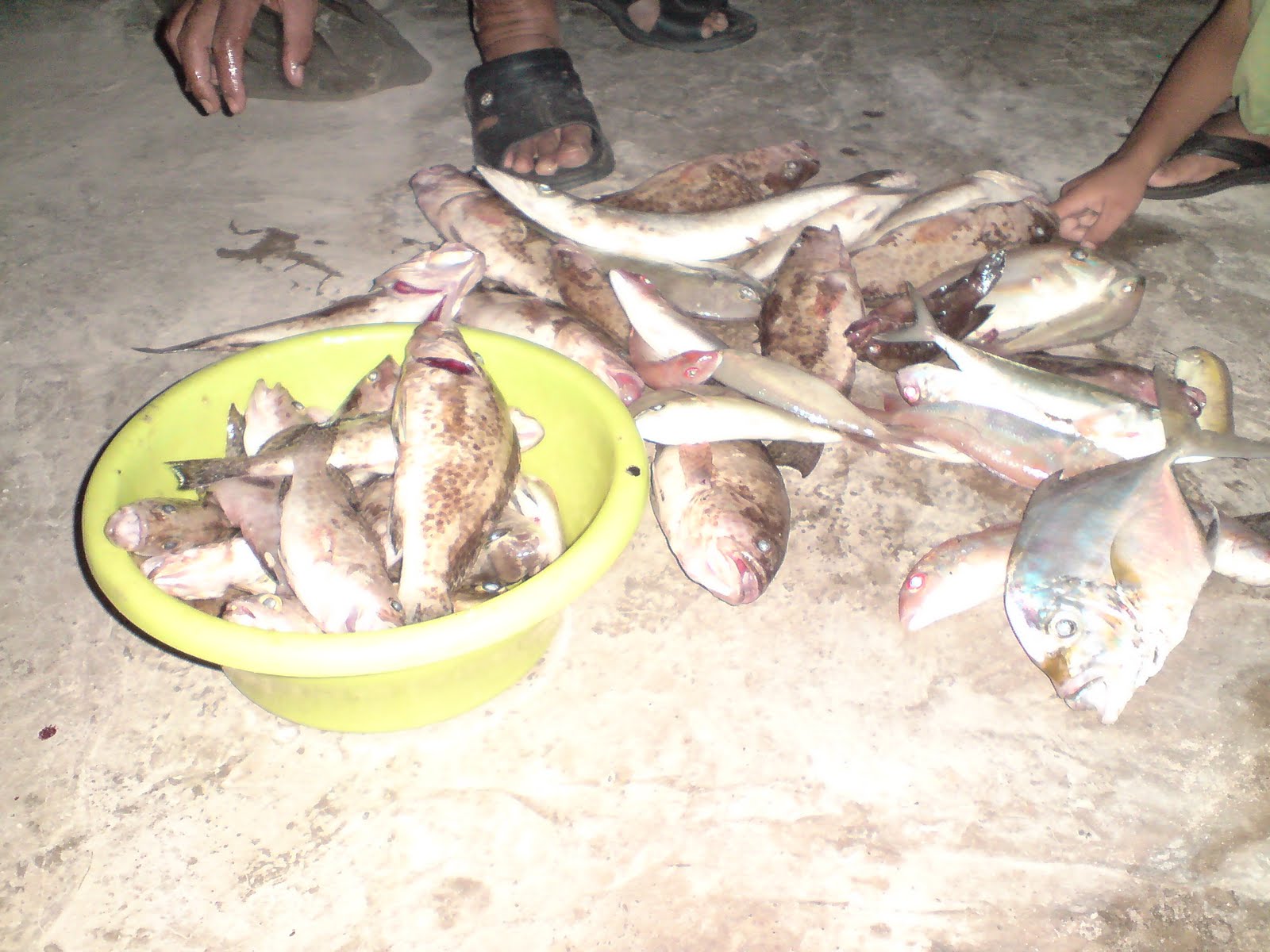 KISAH HIDUP DI PULAU PEMANGGIL: Fish @ Ikan