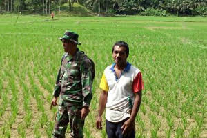 Serda Ridwan Lakukan Pengawasan Tanaman Padi Di Sibiru-Biru