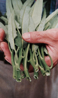 Bán hạt giống rau muống lá tre giá tốt tại HCM
