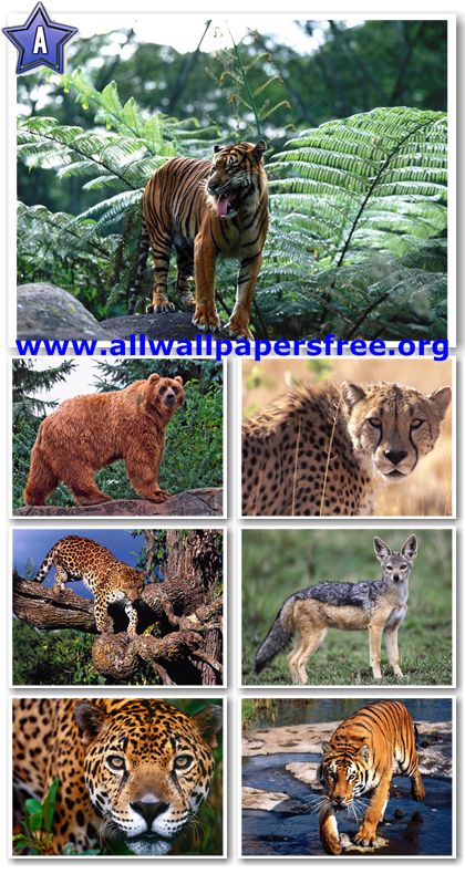 60 Amazing Wildlife Predators Wallpapers 1600 X 1200 [Set 3]