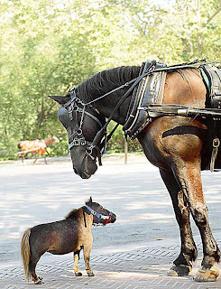World's Smallest Living Horse by Guinness World Records pictures images pics photos gallery