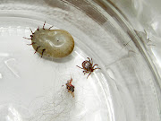 In most mammals a tick will go unnoticed for days while feeding. (ticks big)