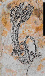 Reptile fossil with two heads