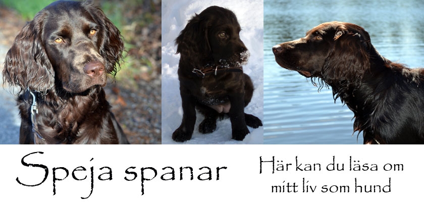 Speja spanar.....