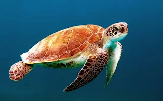 Turtle swimming underwater