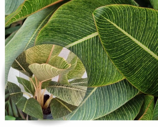 Calathea lutea