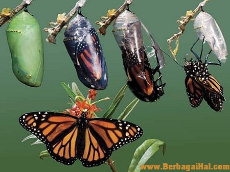 Proses Metamorfosis Ulat menjadi Kupu  kupu  My Life is Biology