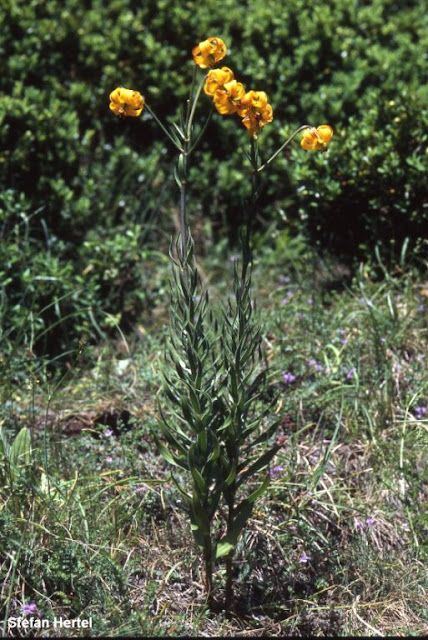 Лилия албанская (Lilium albanicum)