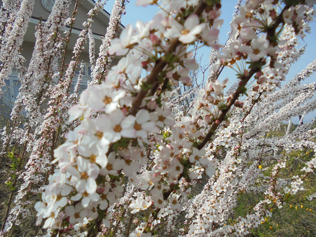 ユキヤナギの花が満開