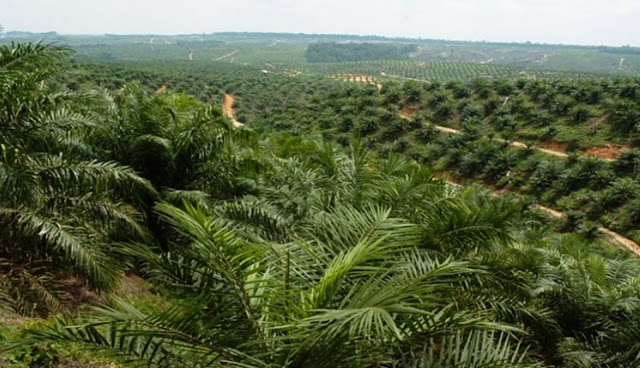 Soil structure stability is one of the soil properties that determines the level of soil sensitivity to erosion. What is meant by chemical methods in erosion prevention efforts, namely by using a soil conditioner or soil stabilizer in terms of improving soil structure so that the soil will remain resistant to erosion (Kartasapoetra and Sutedjo, 1985). Chemicals as soil conditioners have a huge influence on the stability of soil aggregates. The effects are long-term because these compounds are resistant to soil microbes. Soil permeability is enhanced and erosion is reduced. These materials also improve annual plant growth on heavy clay soils (Arsyad, 1989).  The use of soil stabilizers for agricultural lands and plantations that have just been opened is actually very necessary considering: Most of the new cleared lands are virgin soils which require a lot of treatment in order to be utilized effectively. During the land preparation, many nutrient elements have been removed. The working of the land becomes land that is ready for plantation purposes, causing a lot of transport or damage to the top soil, considering that the work uses heavy equipment such as tractors, bulldozers and other heavy equipment.