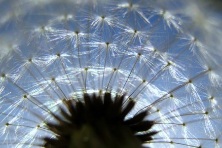 dandelion tattoos. Those are some other tattoos I