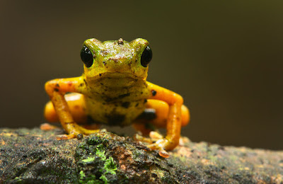 12 fotografías macro de ranas en su hábitat natural (frogs)