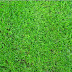 Text -- Grass Text