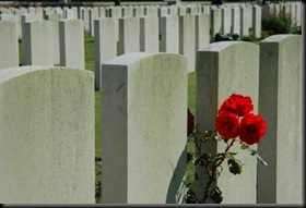 Roses in cemetery