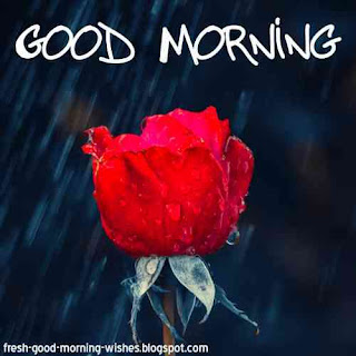 good morning image with red rose