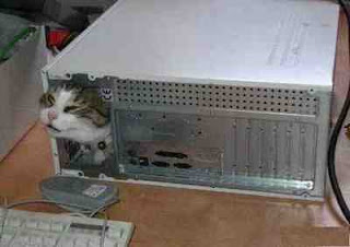 funny animal photos cat stuck inside a computer maybe looking for mouse