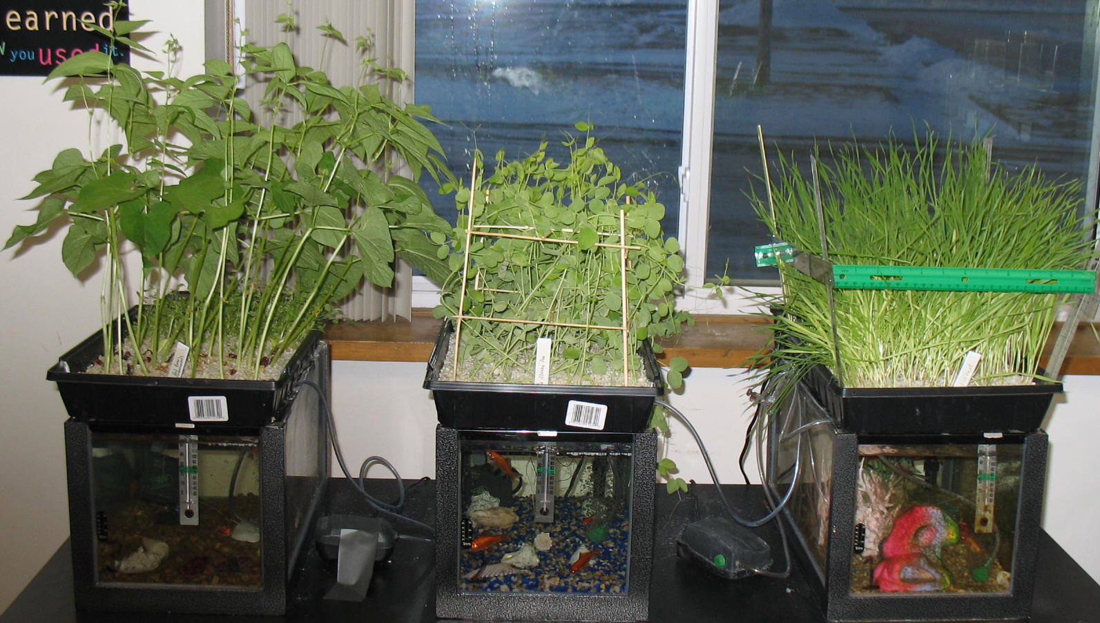 an aquaponics experiment the photo clearly illustrates how aquaponics ...