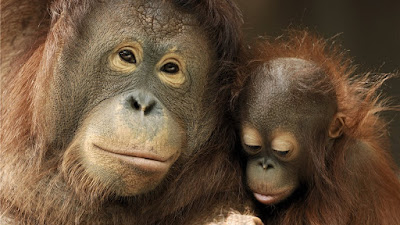 Orangutanes en extinción