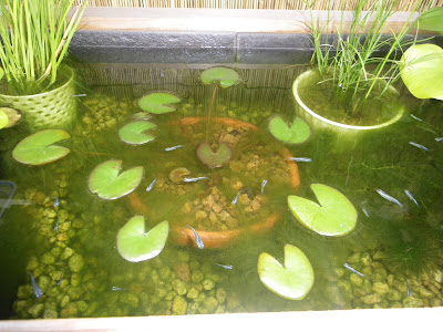 √ メダカ 水槽 コケ 食べる 708486-メダカ 水槽 コケ 食べる